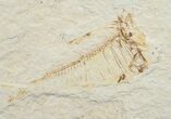 Bargain Knightia Fossil Fish Plate #10883-5